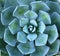 Sharp pointed agave leaves