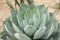 Sharp pointed agave leaves