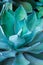 Sharp pointed agave plant