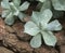 Sharp pointed agave plant leaves