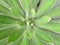 Sharp pointed agave plant leaves