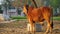 Sharp red calf in a pasture field closeup. Short height mammal for agriculture seeding in rural India. Animal husbandry and