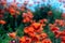 A sharp red poppy flower and 2 buds in foreground against a blurred background of red poppy on a sloping hill under a blue summer