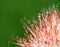 Sharp Red Spines of Cactus with Tiny Dewdrops