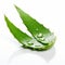 Sharp Satire: Aloe Vera Leaf For Natural Skin Care