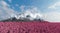 The sharp-shaped mountain is surrounded by a dense pink forest of lush trees with a backdrop of the sky and clouds. 3d rendering