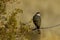 Sharp Shinned Hawk