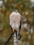 Sharp shinned hawk