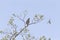 A sharp-shinned hawk Accipiter striatus perched in a tree on a branch being attacked by a northern mockingbird.