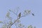 A sharp-shinned hawk Accipiter striatus perched in a tree on a branch being attacked by a northern mockingbird.