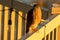 Sharp-shinned hawk perched on a back yard deck in the sunset light