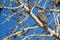 Sharp Shinned Hawk Perched High in the Bare Limbs of the Autumn Tree