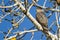 Sharp Shinned Hawk Perched High in the Bare Limbs of the Autumn Tree