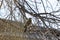 Sharp Shinned Hawk Perched in a Tree