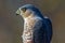 Sharp-shinned hawk portrait taken during Fall bird migrations at Hawk Ridge Bird Observatory in Duluth, Minnesota