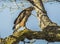 Sharp Shinned Hawk at the Sacramento National Wildlife Refuge