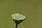 Sharp shot of Green lotus pot over green background in nature