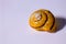 A sharp  shot of a yellowish snail house with a blurred simple background