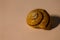 A sharp  shot of a yellowish snail house with a blurred simple background