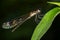 Sharp sideview images of black damselfly
