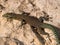 sharp snouted lizard, Dalmatolacerta oxycephala