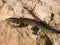 sharp snouted lizard, Dalmatolacerta oxycephala