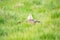 Sharp-tail Grouse in Grasslands National Park