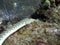 Sharp tailed eel