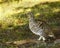 Sharp-tailed grouse