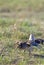 Sharp-tailed Grouse  60605