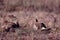 Sharp-tailed Grouse on Lek  60751