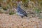 Sharp-Tailed Grouse out for a morning stroll