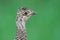 Sharp-tailed Grouse (Tympanuchus phasianellus)