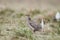 Sharp-tailed grouse (Tympanuchus phasianellus)