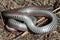 Sharp-tailed Snake Underside
