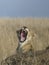 Sharp teeth on show- lioness perched on a termite mound shows off her fangs as she yawns