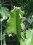 Sharp thorns of green Malayan spurge tree