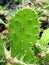 Sharp Thorns on Prickly Pear Cactus Leaves