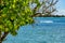 Sharp tree in the foreground, the ocean and the beach out of focus in the background, Guadeloupe