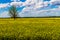 Sharp Wide Angle Shot of Beautiful Bright Yellow Flowering Field of Canola Plants with Clouds and Blue Sky.