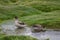 Sharp-winged teals Anas flavirostris oxyptera on a pond.