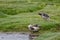 Sharp-winged teals Anas flavirostris oxyptera on a pond.