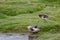 Sharp-winged teals Anas flavirostris oxyptera on a pond.