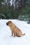 Sharpay sits in the winter in the coniferous forest. profile picture . walk in the winter fir forest