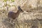 Sharpe grysbok in Kruger National park, South Africa