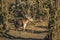 Sharpe grysbok in Kruger National park, South Africa