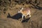Sharpe grysbok in Kruger National park, South Africa