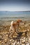 Sharpei in beach