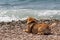 Sharpei in beach