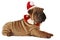 Sharpei dog on christmas isolated